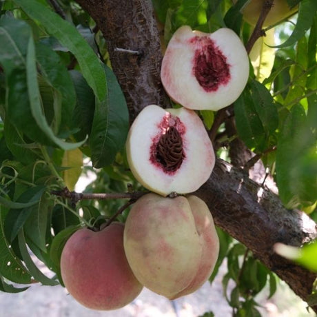 Pink Diamond Peach Tree - Nature Hills Nursery - Paper Pot 4 - 5 Feet - 