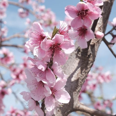 Pink Diamond Peach Tree - Nature Hills Nursery - Paper Pot 4 - 5 Feet - 