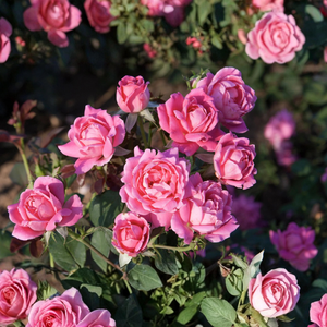 A dense cluster of hot pink Double Knock Out® Roses (Rosa 'Radtkopink') blooming in a mass planting.