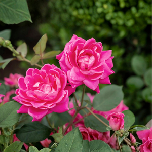 Macro view of Pink Double Knock Out® Rose flowers highlighting the dense double-petal count and vibrant bubblegum pink color.