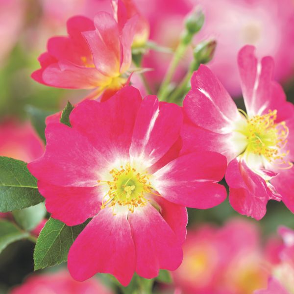Pink Drift Rose: Low-Growing Groundcover | Nature Hills