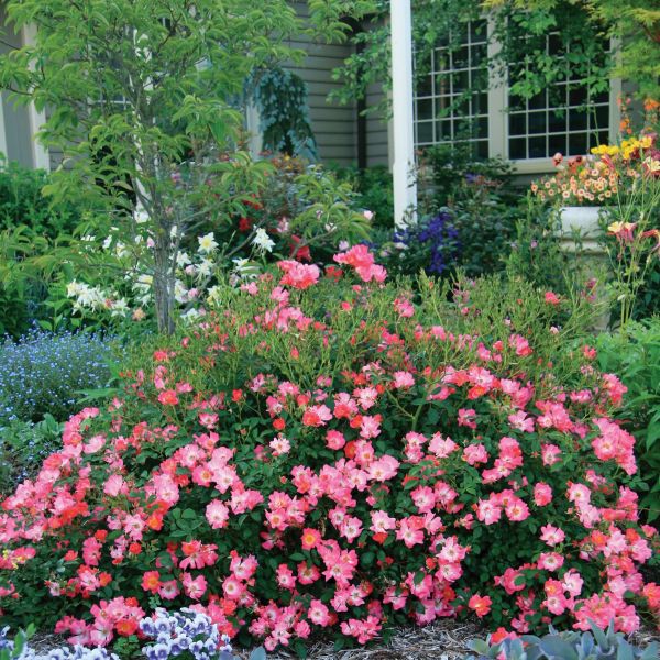Pink Drift Rose: Low-Growing Groundcover | Nature Hills