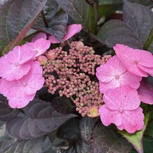 Pink Dynamo&trade; Mountain Hydrangea - Nature Hills Nursery - #3 Container - 