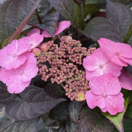 Pink Dynamo&trade; Mountain Hydrangea - Nature Hills Nursery - #3 Container - 