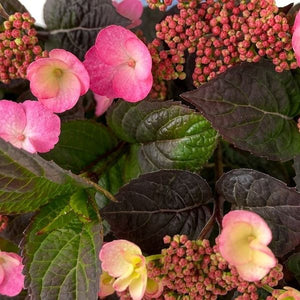 Pink Dynamo&trade; Mountain Hydrangea - Nature Hills Nursery - #3 Container - 