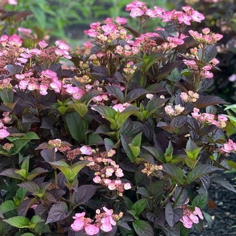 Pink Dynamo&trade; Mountain Hydrangea - Nature Hills Nursery - #3 Container - 