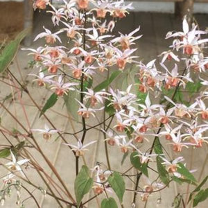 Pink Elf Barrenwort - Perennial - Nature Hills Nursery - 1 Container - 