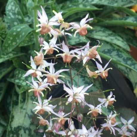 Pink Elf Barrenwort - Perennial - Nature Hills Nursery - 1 Container - 