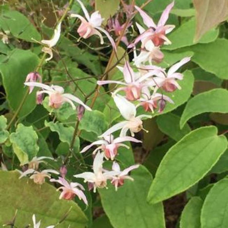 Pink Elf Barrenwort - Perennial - Nature Hills Nursery - 1 Container - 