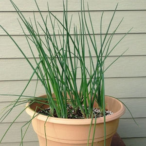 Pink Flowering Chives - Nature Hills Nursery - Quart Container - 