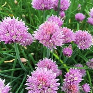 Pink Flowering Chives - Nature Hills Nursery - Quart Container - 
