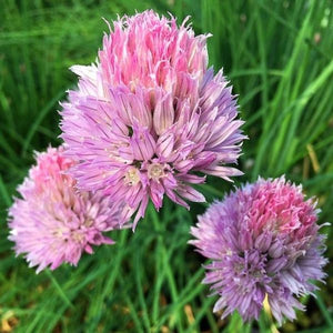 Pink Flowering Chives - Nature Hills Nursery - Quart Container - 