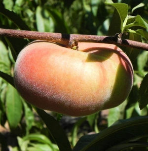 Pink Halo Peach Tree - Nature Hills Nursery - Paper Pot 4 - 5 Feet - 
