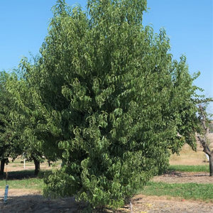 Pink Halo Peach Tree - Nature Hills Nursery - Paper Pot 4 - 5 Feet - 
