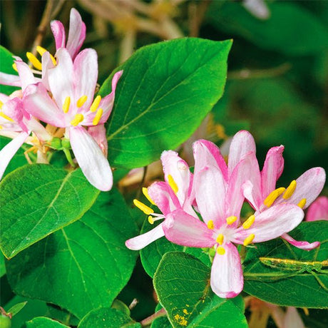 Pink Honeysuckle - Nature Hills Nursery - Bareroot - 