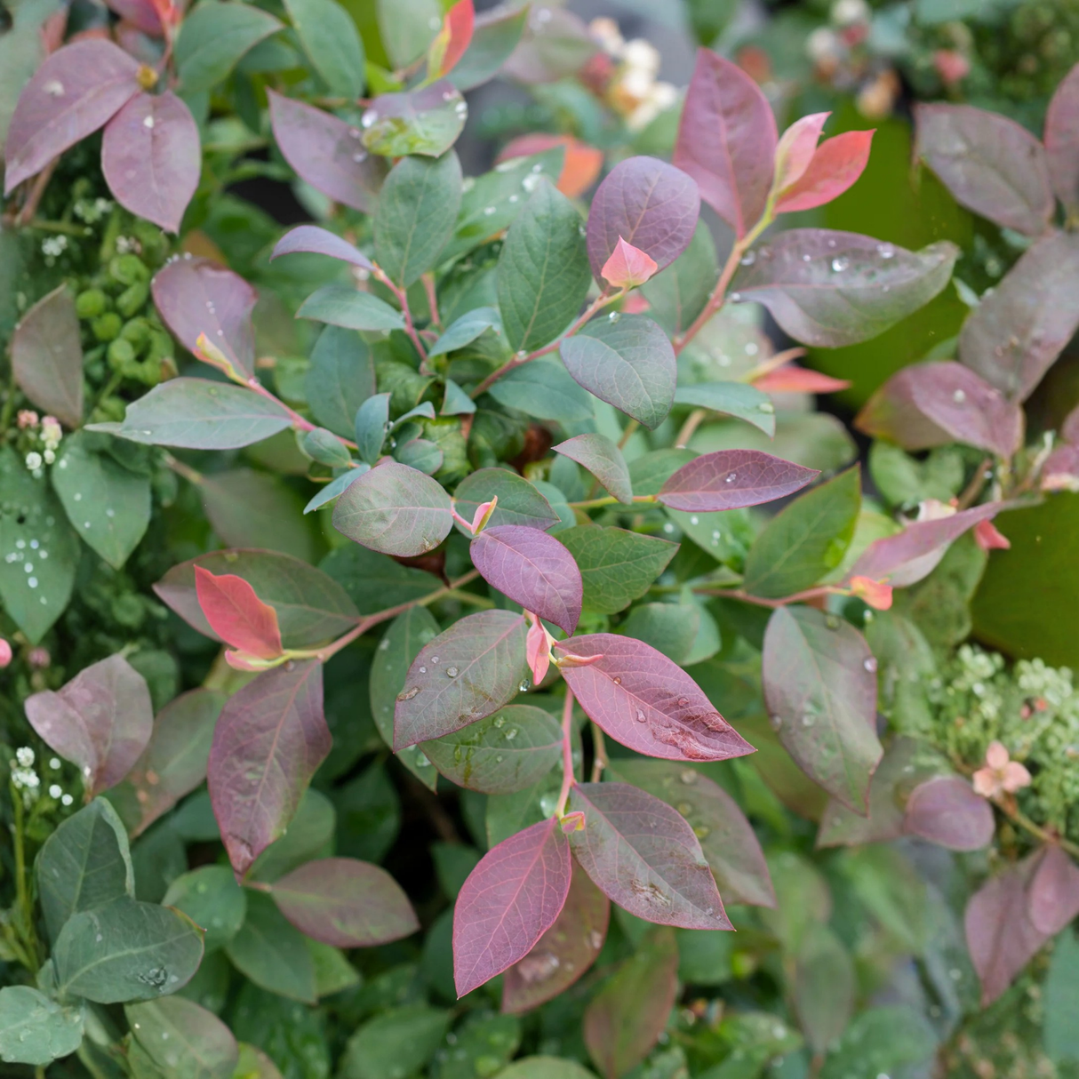 Pink Icing® Blueberry Bush