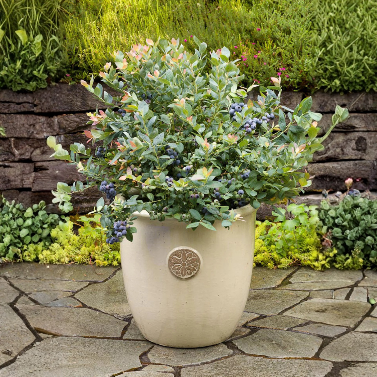 Pink Icing® Blueberry Bush