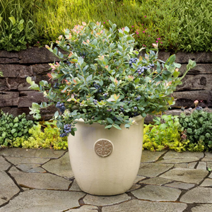 Pink Icing® Blueberry Bush