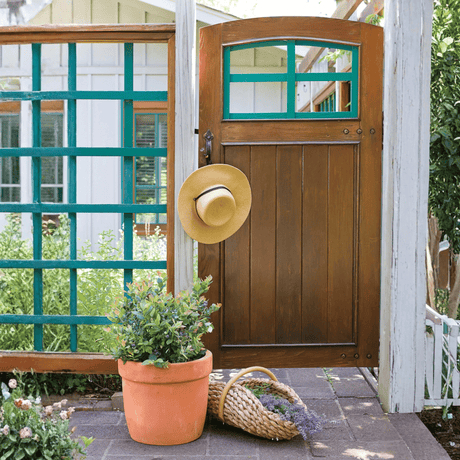 Pink Icing® Blueberry Bush (Vaccinium corymbosum 'ZF06-079') growing in a garden landscape, showing mature shrub form.