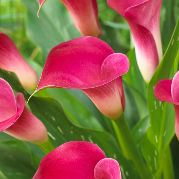 Pink Jewel Premium Calla Lily - Nature Hills Nursery - 3 Pack Bulbs - 
