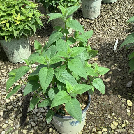 Pink Lace Bee Balm - Perennial - Nature Hills Nursery - 1 Container - 