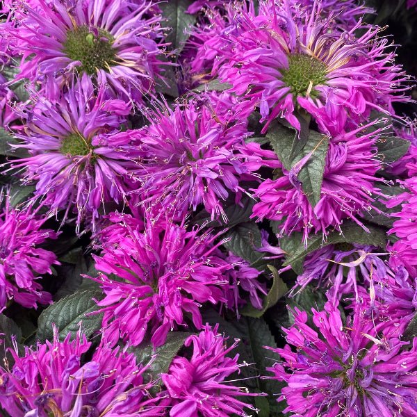 Pink Lace Bee Balm - Perennial - Nature Hills Nursery - 1 Container - 