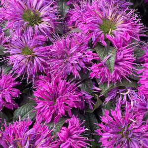 Pink Lace Bee Balm - Perennial - Nature Hills Nursery - 1 Container - 