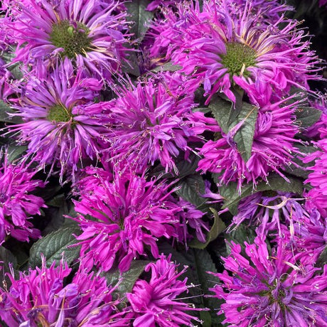 Pink Lace Bee Balm - Perennial - Nature Hills Nursery - 1 Container - 