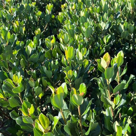 Pink Lady Indian Hawthorn - Nature Hills Nursery - #5 Container - 