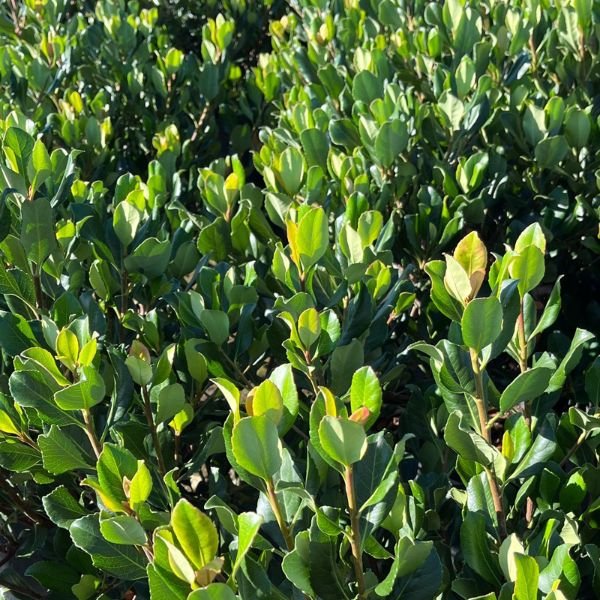 Pink Lady Indian Hawthorn - Bush - Nature Hills Nursery - 5 Container - 