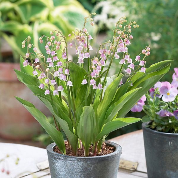 Pink Lily of the Valley