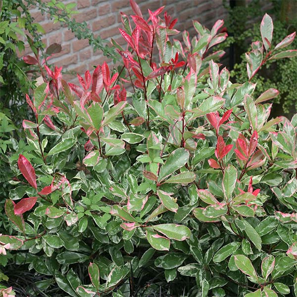 Pink Marble&reg; Photinia - Nature Hills Nursery - #1 Container - 