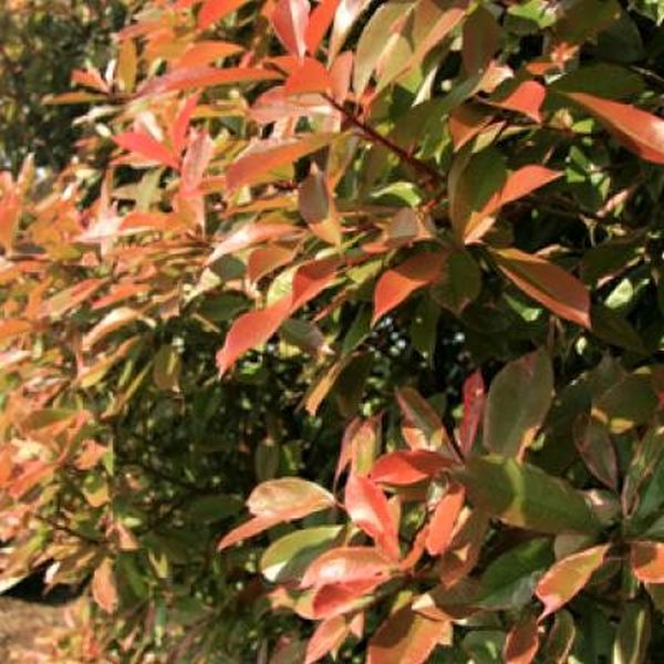 Pink Marble&reg; Photinia - Nature Hills Nursery - #1 Container - 