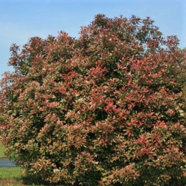 Pink Marble&reg; Photinia - Nature Hills Nursery - #1 Container - 