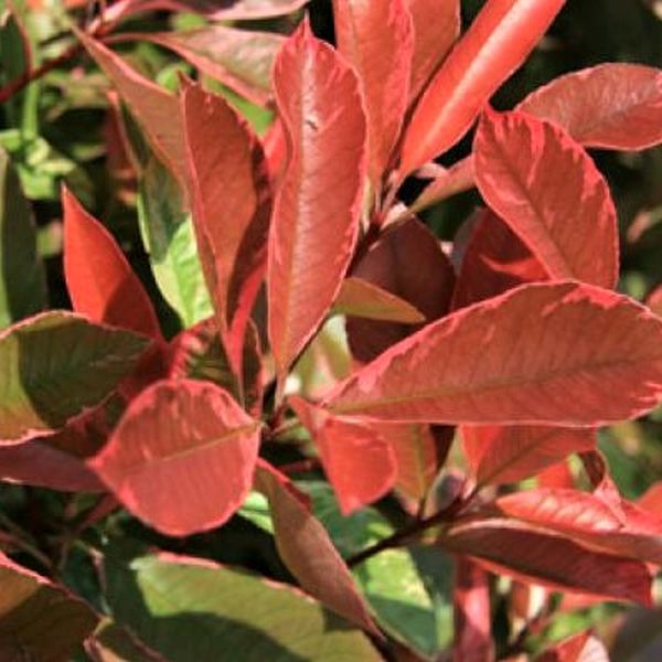 Pink Marble&reg; Photinia - Nature Hills Nursery - #1 Container - 