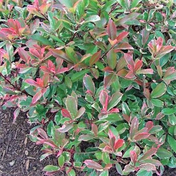 Pink Marble&reg; Photinia - Nature Hills Nursery - #1 Container - 