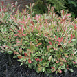 Pink Marble&reg; Photinia - Nature Hills Nursery - #1 Container - 
