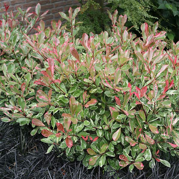 Pink Marble&reg; Photinia - Nature Hills Nursery - #1 Container - 