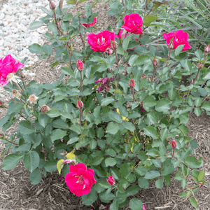 Pink Miracle on the Hudson™ Rose - Bush - Nature Hills Nursery - 3 Container - 