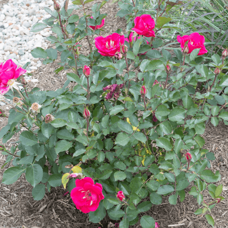 Pink Miracle on the Hudson™ Rose - Bush - Nature Hills Nursery - 3 Container - 