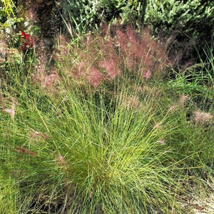 Perennial foliage of Pink Muhly Grass (Muhlenbergia capillaris) in a garden setting.