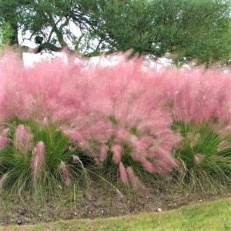 Pink Muhly Grass (Muhlenbergia capillaris), a perennial featuring purple, pink flowers and perennial.