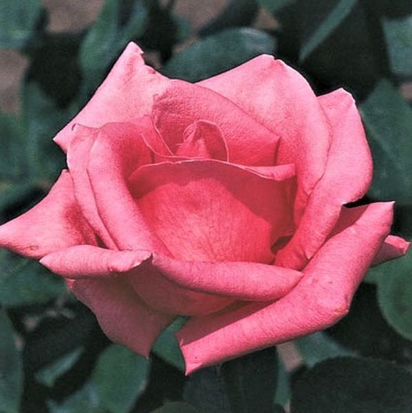 Pink Peace Hybrid Tea Rose - Nature Hills Nursery - #2 Container - 
