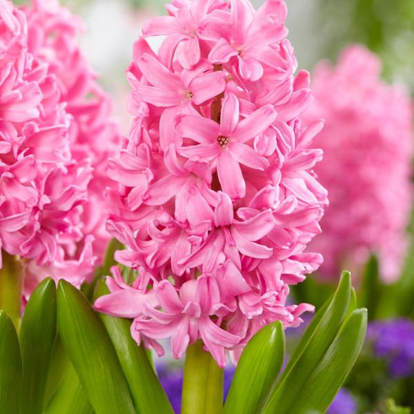 Pink Pearl Hyacinth - Bulbs - Nature Hills Nursery - 6 Pack Bulbs - 