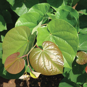 Pink Pom Poms Redbud - Nature Hills Nursery - #5 Container 4 - 5 Feet Single Stem - 