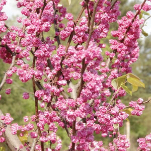 Pink Pom Poms Redbud - Nature Hills Nursery - #5 Container 4 - 5 Feet Single Stem - 