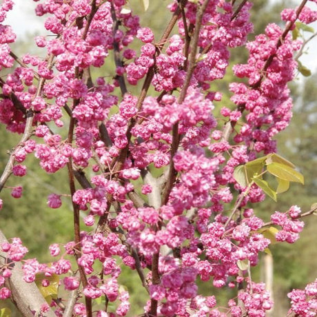 Pink Pom Poms Redbud - Nature Hills Nursery - #5 Container 4 - 5 Feet Single Stem - 