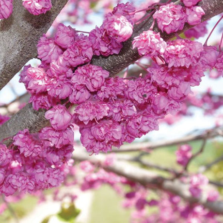 Pink Pom Poms Redbud - Nature Hills Nursery - #5 Container 4 - 5 Feet Single Stem - 