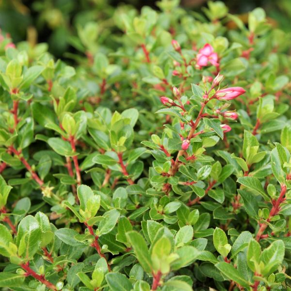 Pink Princess Escallonia - Nature Hills Nursery - #1 Container - 