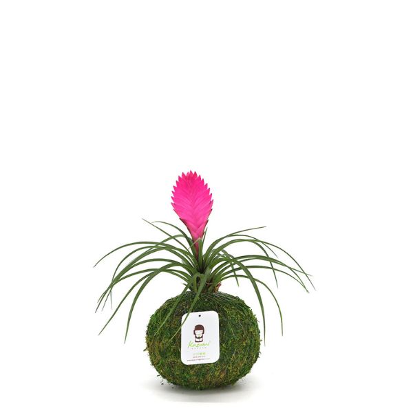 Pink Quill Bromeliad Kokedamas